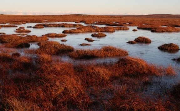 Image of a peatland